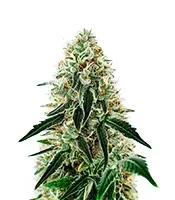 Arjan's Haze #3 (GHS) Cannabis-Samen