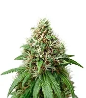 Automatic (Big Buddha Seeds) Cannabis-Samen