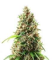 NYC Sour D Auto (Tyson S) (Royal Queen Seeds)