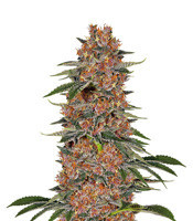 Purple Punch (Seedstockers) Cannabis-Samen
