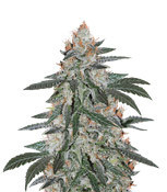 Super Lemon Haze x Gelato (GHS) Cannabis-Samen