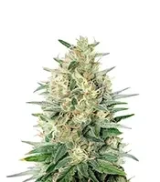 Bubble Gum Fast (00 Seeds)