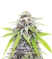 Donutz feminisierte Samen (Humboldt Seed Company)