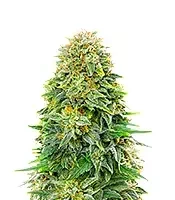 Dream Queen Autoflower feminisierte Samen (Humboldt Seed Company)