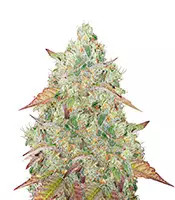 Grandmommy Purple feminisierte Samen (Herbies Seeds)