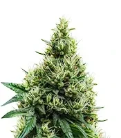 Jelly Cake (Barney's Farm)