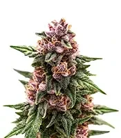Purple Stilton Auto (Auto Seeds) Cannabis-Samen