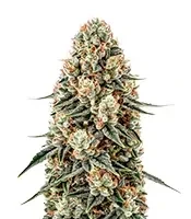 Russian Haze Auto (Flash Seeds) Cannabis-Samen