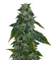 Blue Sherbet S1 strain