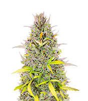 Crystal WW Autoflower feminisierte Samen (EGS)
