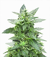 Sticky Z Glue (Cream of the Crop Seeds) Cannabis-Samen