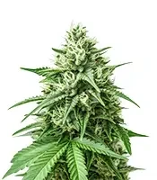 Mind Bender (K.C. Brains Seeds) Cannabis-Samen