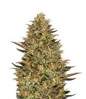 Wedding Flowers (Dr. Krippling Seeds) Cannabis-Samen