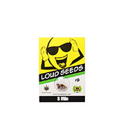 8 Mile regular (Loud Seeds) Cannabis-Samen