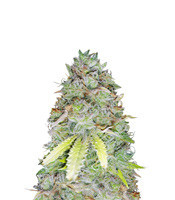 Z Glue (Expert Seeds) Cannabis-Samen