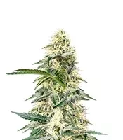 Frostbanger Auto feminisierte Samen (Fast Buds)