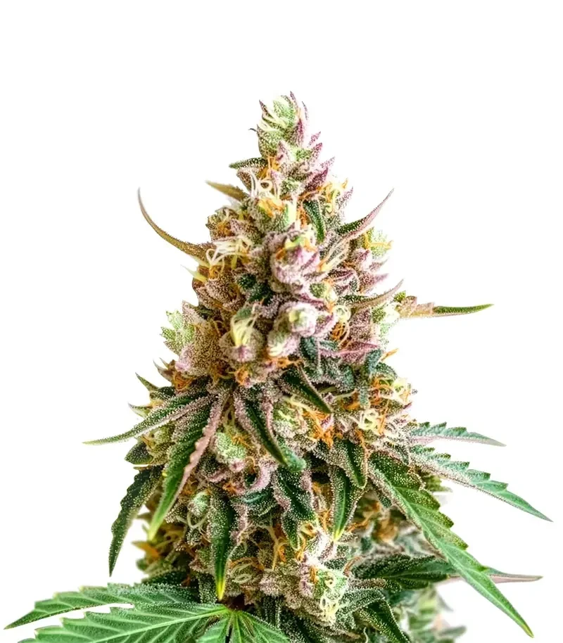Fruit Bomb Punch (Dutch Passion)