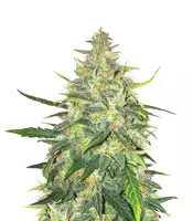 Trans Siberian Auto (Auto Seeds) Cannabis-Samen