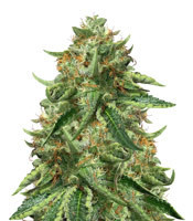 Black Ghost OG