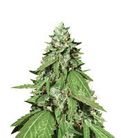 Candy Dawg (Seedstockers) Cannabis-Samen