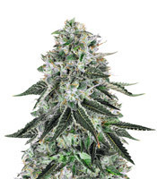 Dark Star x AK-49 (Vision Seeds) Cannabis-Samen