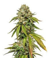 Kosher Sorbet (DNA Genetics) Cannabis-Samen