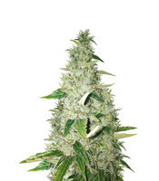 Lemon Ice 2.0 (Ripper Seeds) Cannabis-Samen