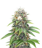 Xtreme Kush (Xtreme Seeds) Cannabis-Samen