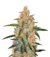 Z Auto (Original Sensible Seeds) Cannabis-Samen