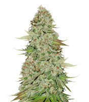 Sticky Monkey GG#4 strain