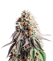 Bay Haze feminisierte Samen (Delicious Seeds)