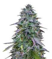 Cookies USA (Pyramid Seeds)