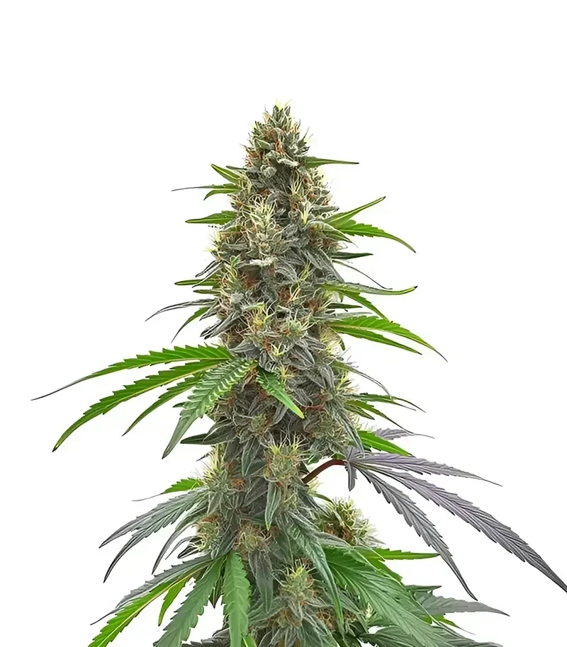 Permanent Marker (Blimburn Seeds)