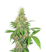 Early Bird Skunk (Sagarmatha Seeds) Cannabis-Samen