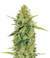 Gorilla Auto (GG#4 Original Glue Auto) (Expert Seeds) Cannabis-Samen