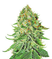 Northern Lights Auto (White Label) Cannabis-Samen