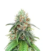 22 (Cali Connection Seeds) Cannabis-Samen