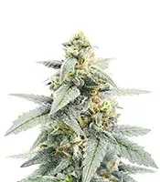 Forum Stomper Auto (Mephisto Genetics) Cannabis-Samen