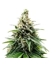 Insane OG (Barney's Farm)