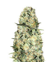 Fruitbowl (Karma Genetics) Cannabis-Samen