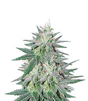 Killer Purps (Bomb Seeds) Cannabis-Samen