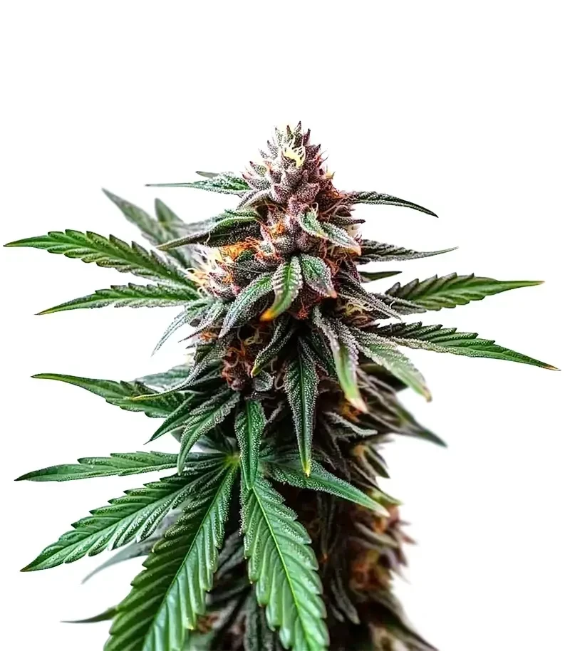 Cap Junky (Blimburn Seeds)