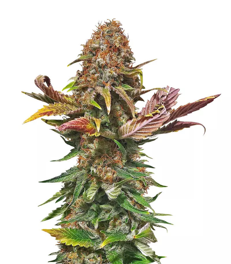 Florida Gaspack Samen feminisiert (Humboldt Seeds Organization)