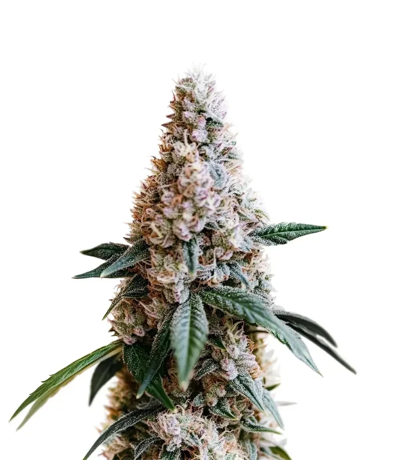 Liqueur R1 (Ethos Genetics)