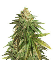OG Kush CBD (Dinafem Seeds) Cannabis-Samen