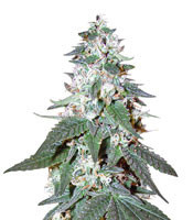 OG Kush (Reserva Privada) Cannabis-Samen