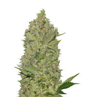 Waist Deep Auto (Heavyweight Seeds) Cannabis-Samen