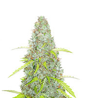 Original Auto Critical (Fast Buds) Cannabis-Samen