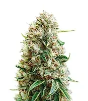 King’s Kush Auto CBD (GHS) Cannabis-Samen