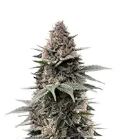 Super Boof feminisierte Samen (Barney's Farm)